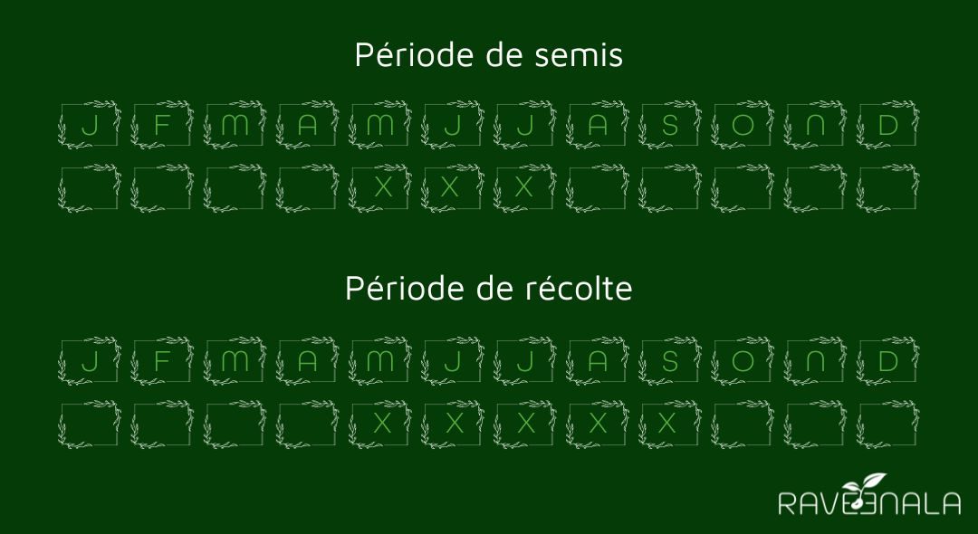 semisplantainlanceole