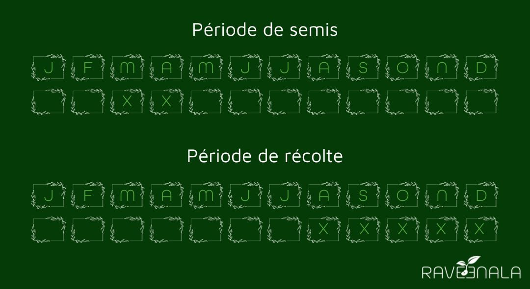 semispoireaubleudesolaise